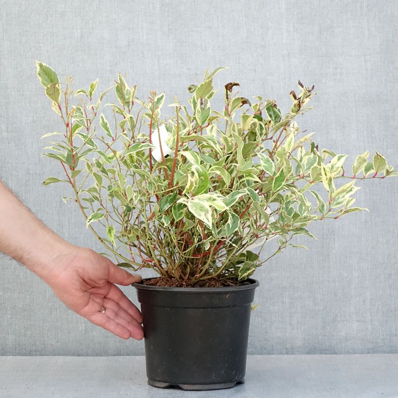 Leucothoe walteri Firestar Vaso da 2L/3L esemplare consegnato in primavera