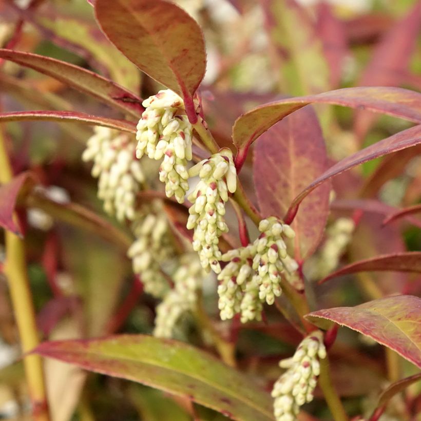 Leucothoe walteri Royal Ruby (Fioritura)