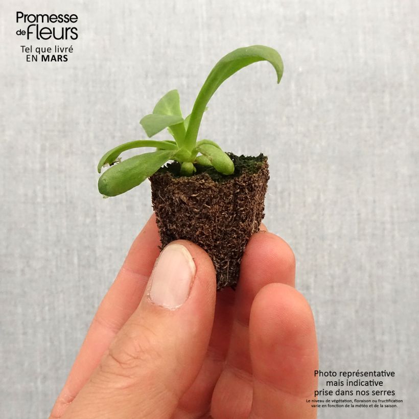 Lewisia cotyledon Elise Mix Jardimotte: zolla da 3,8 cm x 3,2 cm in vassoio da 16 pezzi. esemplare consegnato in primavera