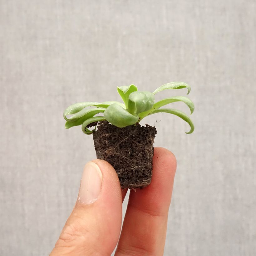 Esemplare di Lewisia cotyledon Elise White Mini zolla Ø 1,5/2,5 cm come consegnato in autunno