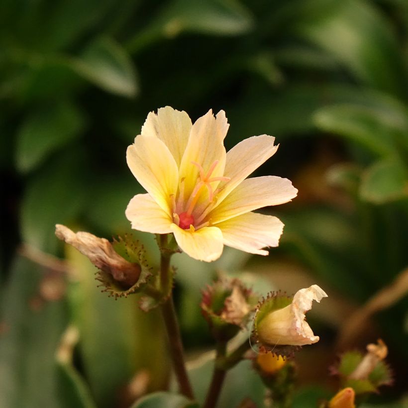 Lewisia Little Peach (Fioritura)