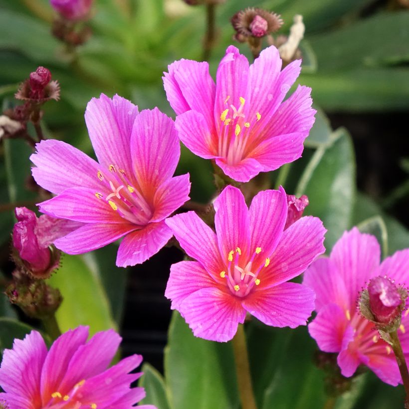 Lewisia Little Raspberry (Fioritura)