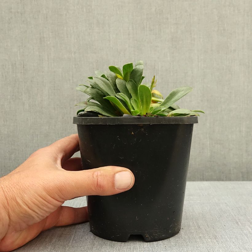 Lewisia Little Raspberry Vaso da 1,5L/2L esemplare consegnato in primavera