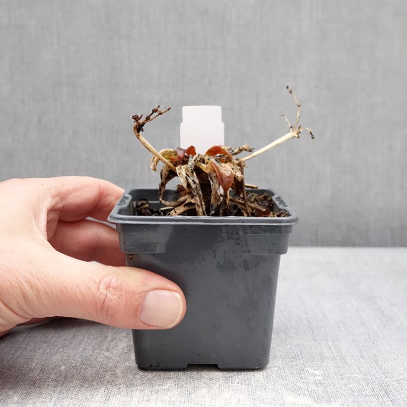 Lewisia Safira Tropic Pink Vasetto da 8/9 cm esemplare consegnato in inverno