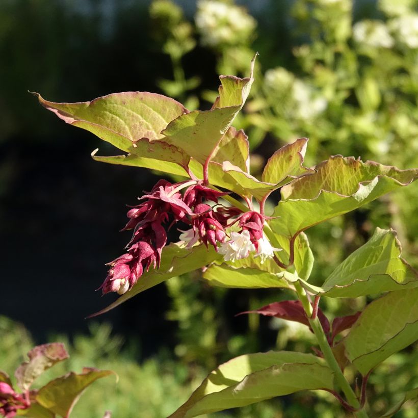 Leycesteria formosa Little Lanterns (Fioritura)