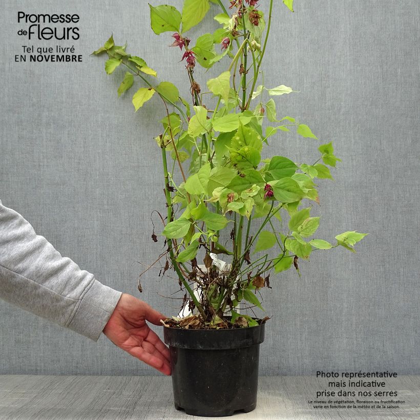Esemplare di Leycesteria formosa Little Lanterns - Arbre aux faisans Pot de 3L/4L come consegnato in autunno
