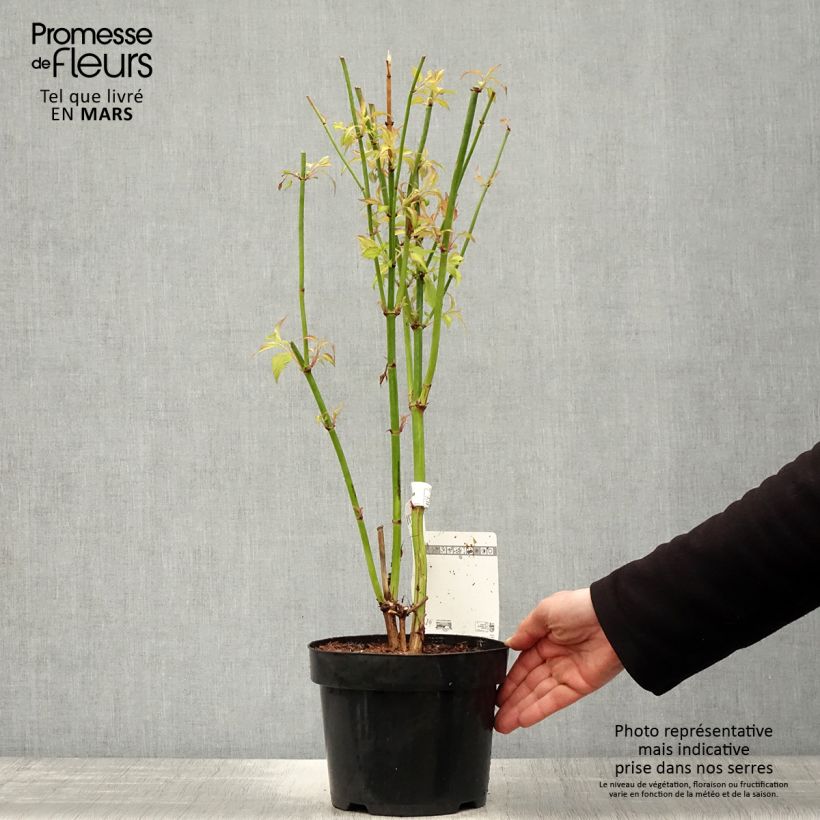 Leycesteria formosa Little Lanterns Vaso da 3L/4L esemplare consegnato in primavera