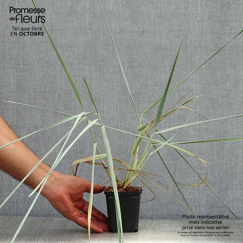 Esemplare di Leymus arenarius - Orzo delle sabbie Vasetto da 8/9 cm come consegnato in autunno