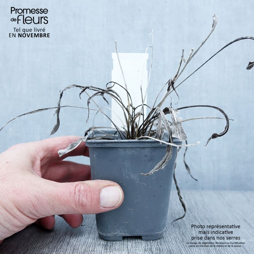 Esemplare di Liatris ligulistylis Vasetto da 8/9 cm come consegnato in autunno
