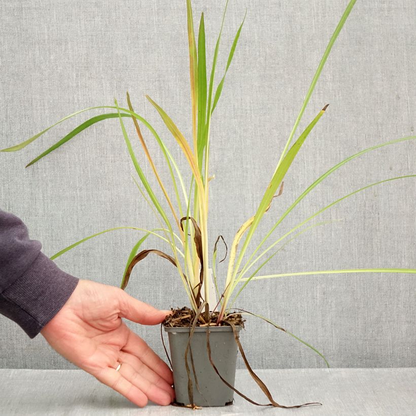 Esemplare di Liatris pycnostachya Vasetto da 8/9 cm come consegnato in autunno
