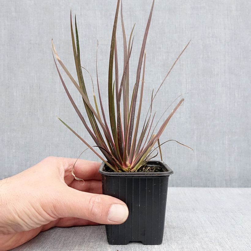 Example of Libertia ixioides Taupo Sunset Vasetto da 8/9 cm as you get in printemps