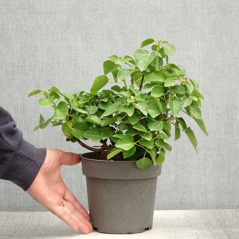 Esemplare di Hedera hibernica Arbori Compact - Edera irlandese Vaso da 2L/3L consegnato in estate