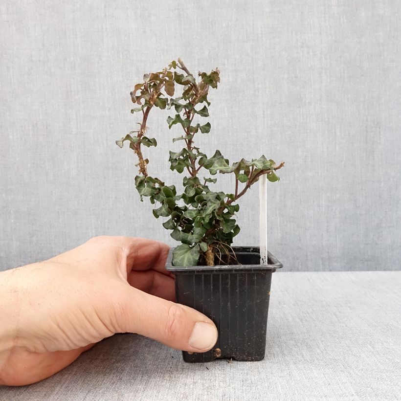 Hedera helix Conglomerata - Edera Vasetto da 8/9 cm esemplare consegnato in primavera