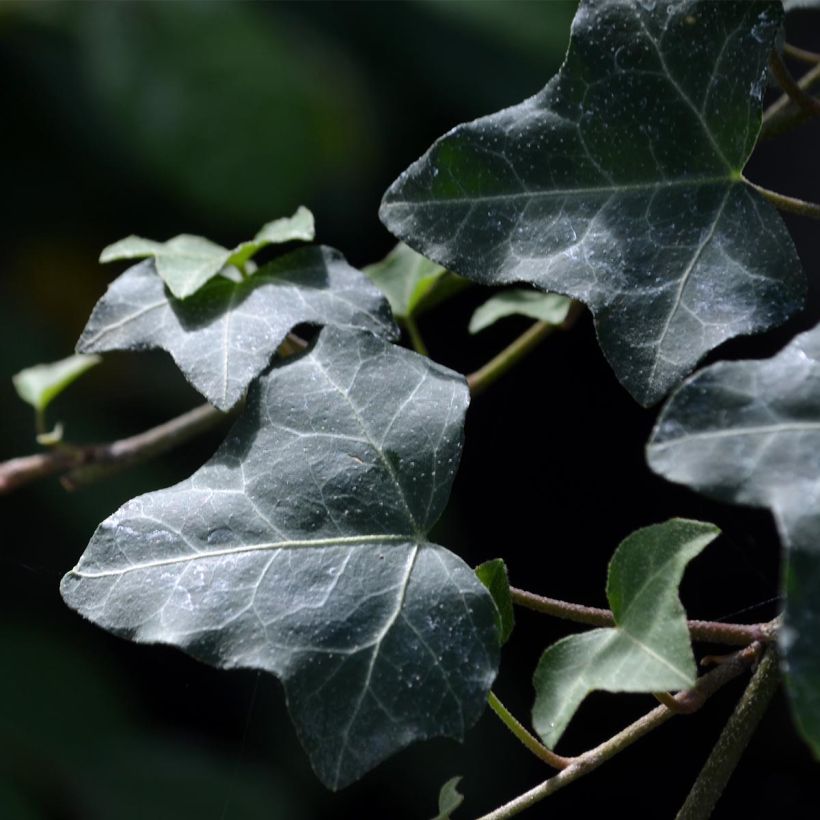 Hedera helix - Edera comune (Foliage)
