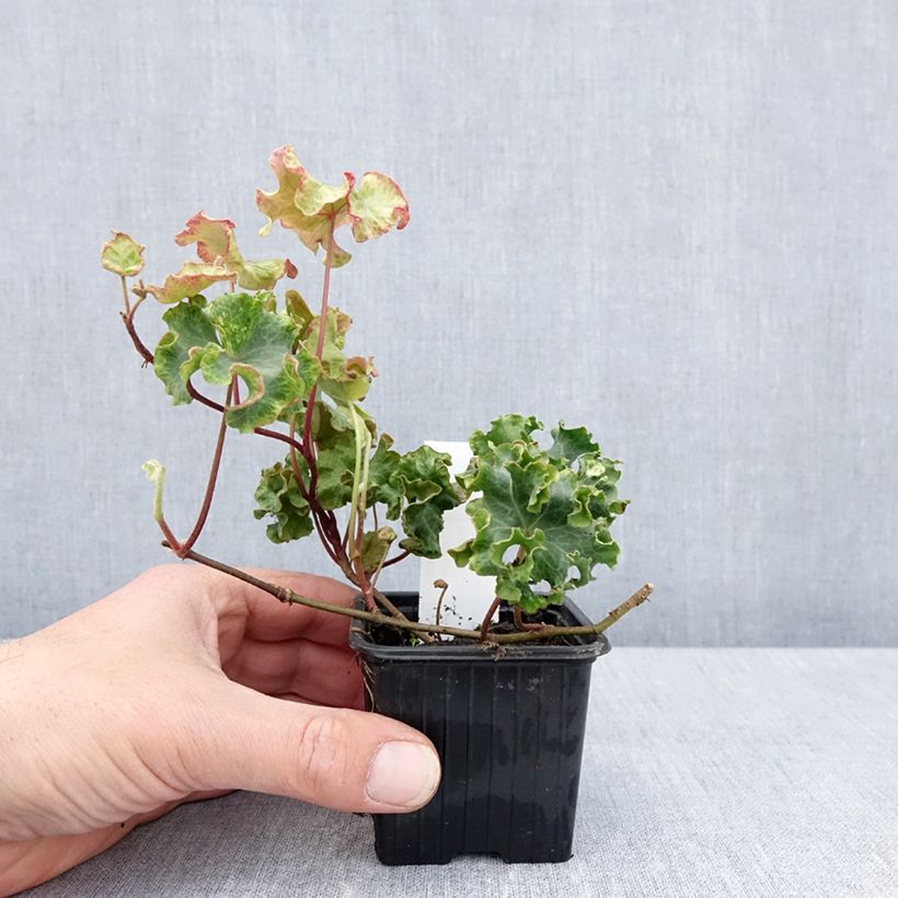 Hedera helix Clotted Cream - Edera Vasetto da 8/9 cm esemplare consegnato in primavera