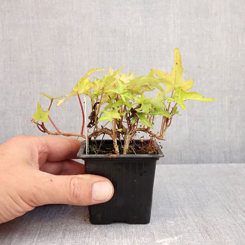 Esemplare di Hedera helix Courage - Edera Vasetto da 8/9 cm come consegnato in autunno
