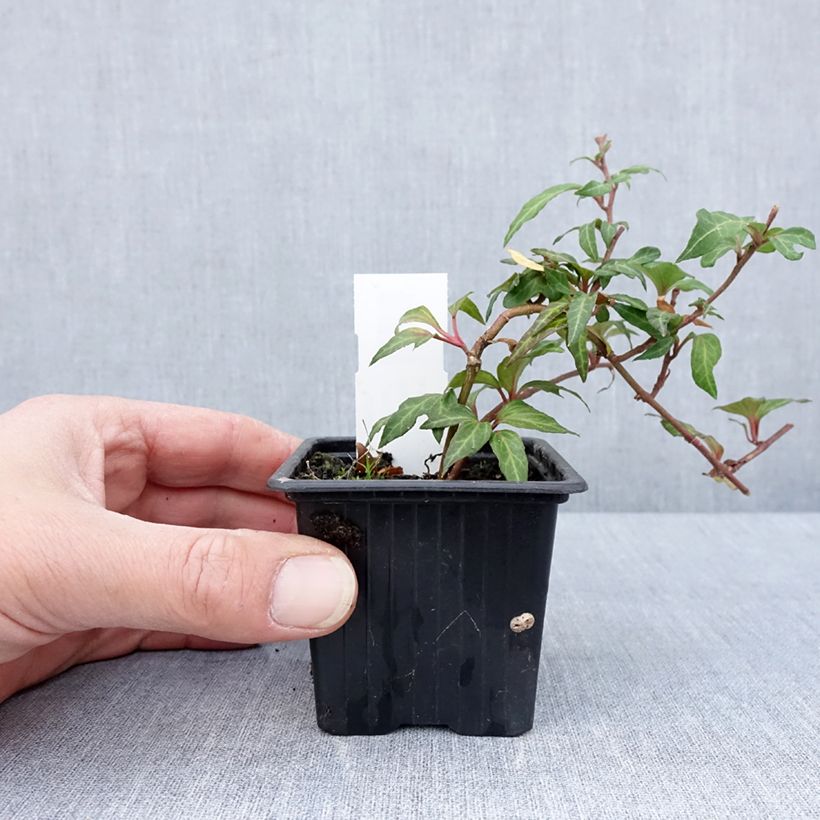 Hedera helix Cross Switch - Edera Vasetto da 8/9 cm esemplare consegnato in primavera