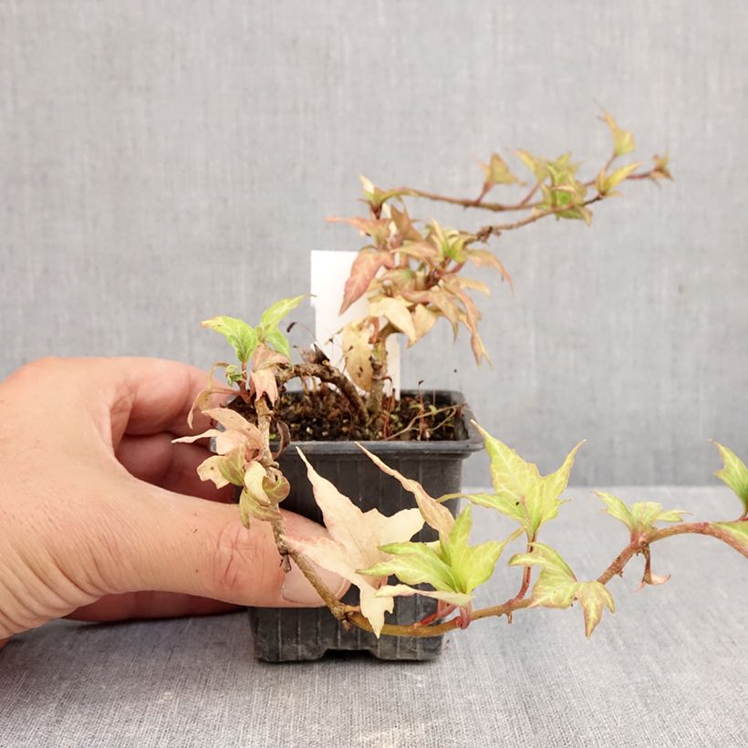Esemplare di Hedera helix Cross Switch - Edera Vasetto da 8/9 cm come consegnato in autunno