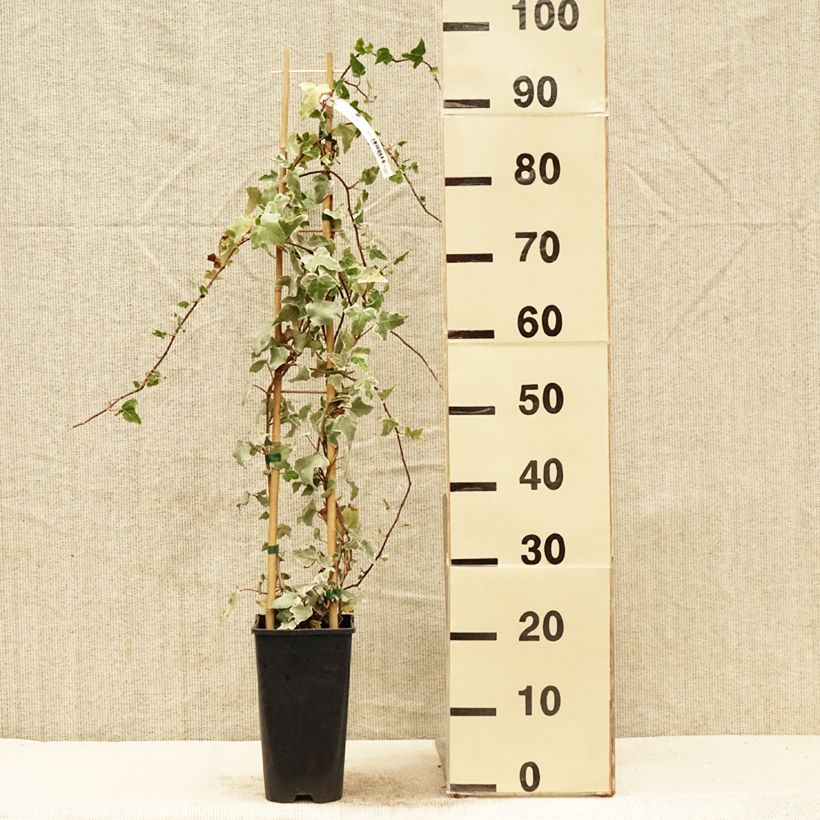 Hedera helix Eva - Edera variegata Vaso da 2L/3L esemplare consegnato in primavera