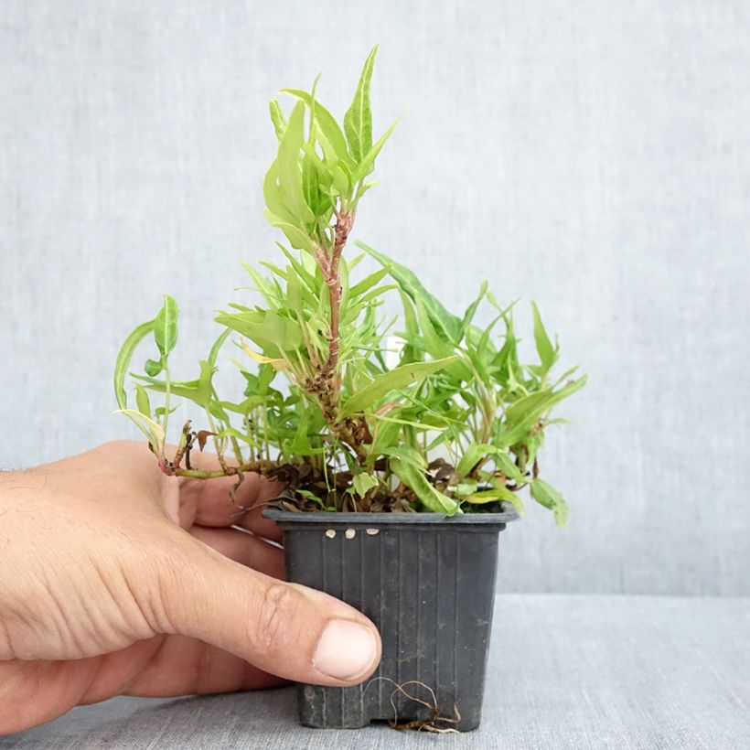 Hedera helix Evergreen - Edera Vasetto da 8/9 cm esemplare consegnato in primavera