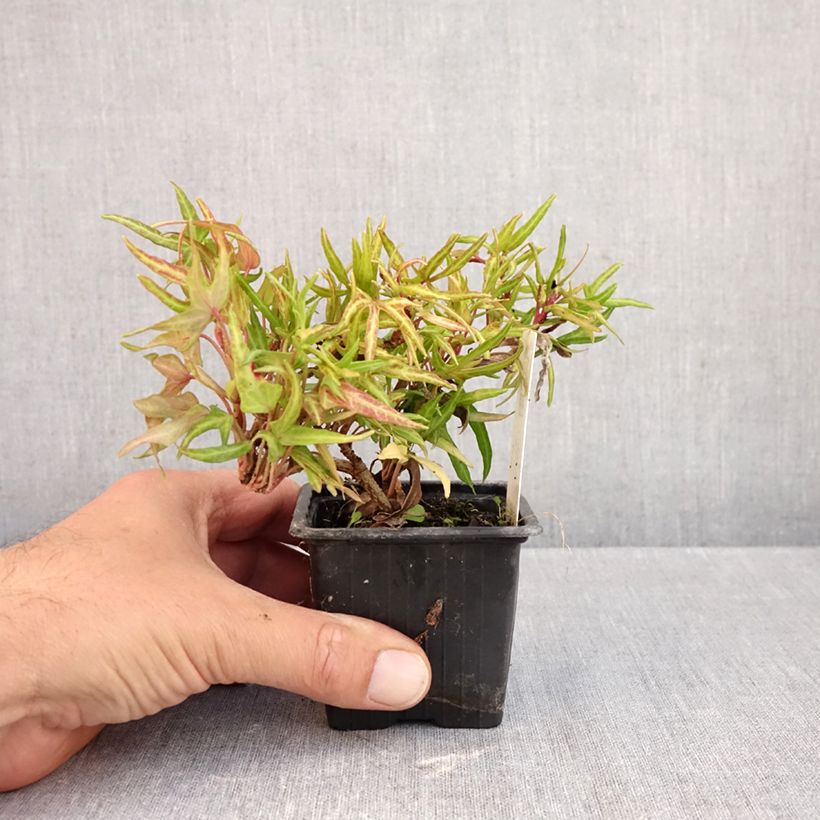 Esemplare di Hedera helix Evergreen - Edera Vasetto da 8/9 cm come consegnato in autunno