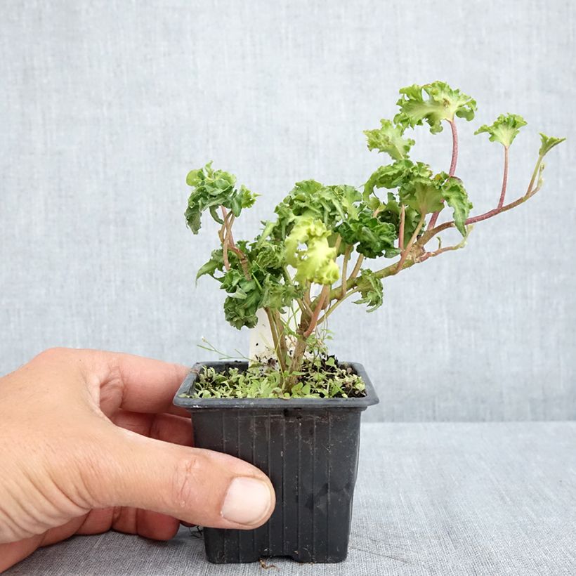 Example of Hedera helix Filigran - Edera Vasetto da 8/9 cm as you get in printemps