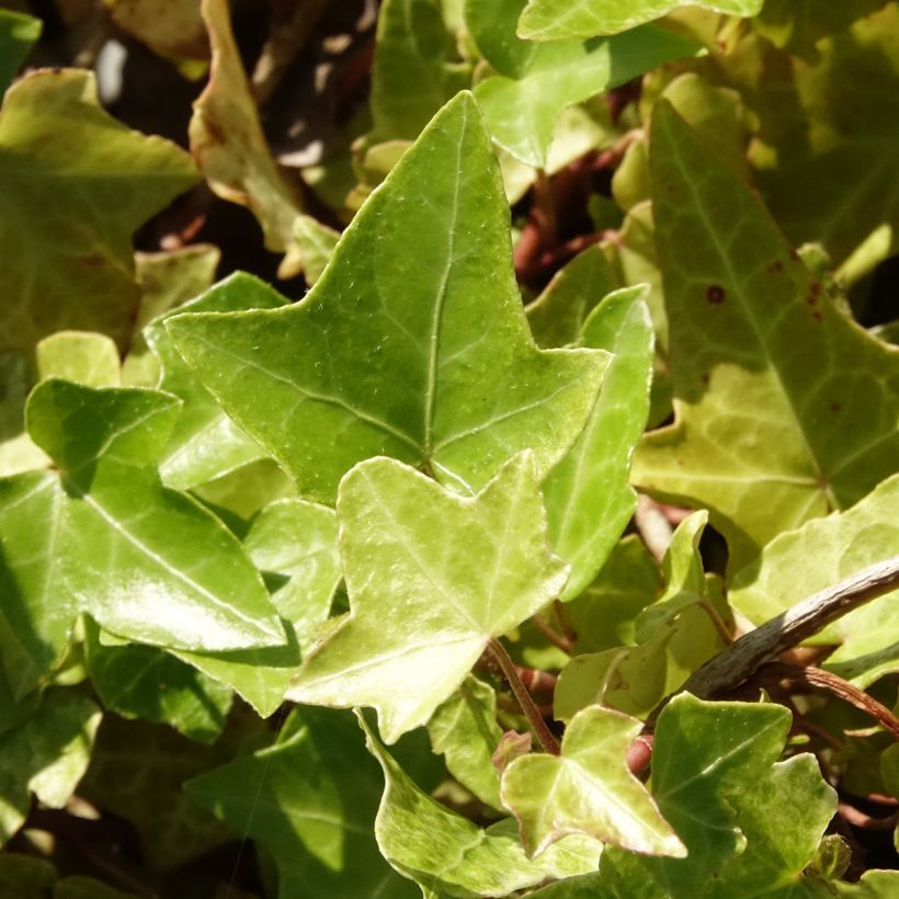 Hedera helix Frosty - Edera (Fogliame)