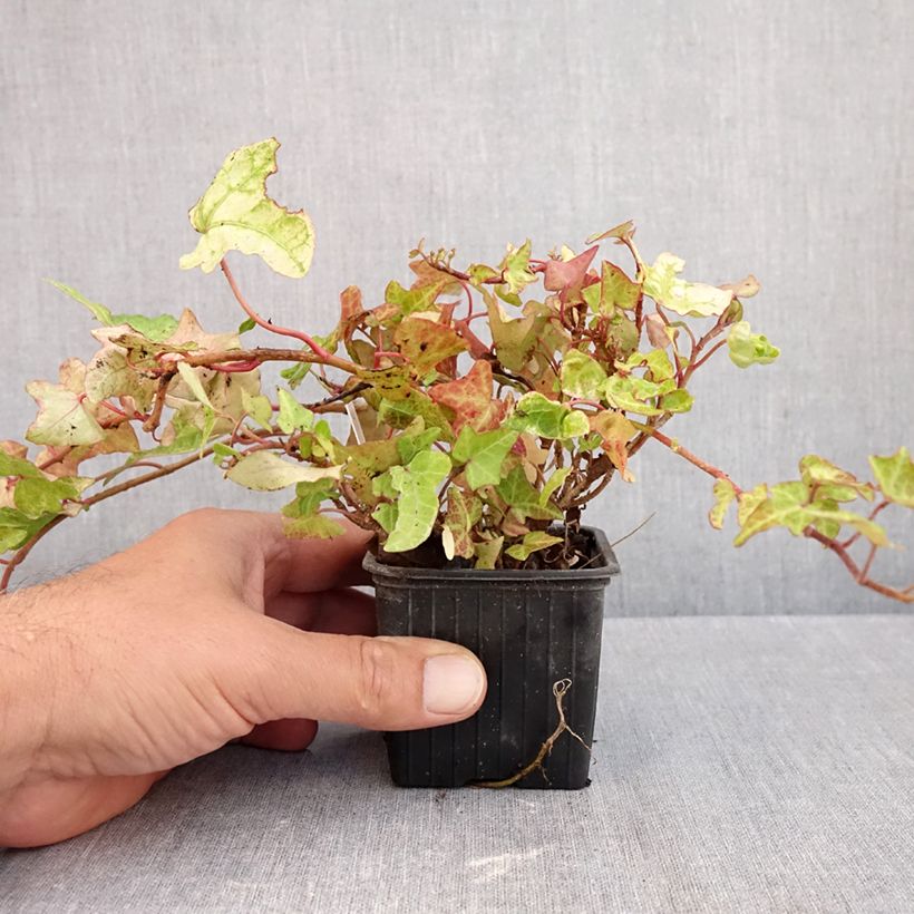 Esemplare di Hedera helix Frosty - Edera Vasetto da 8/9 cm come consegnato in autunno