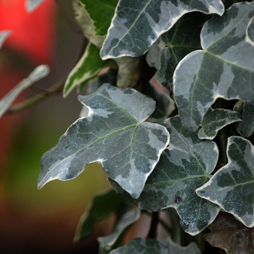 Hedera helix Glacier - Edera variegata (Foliage)
