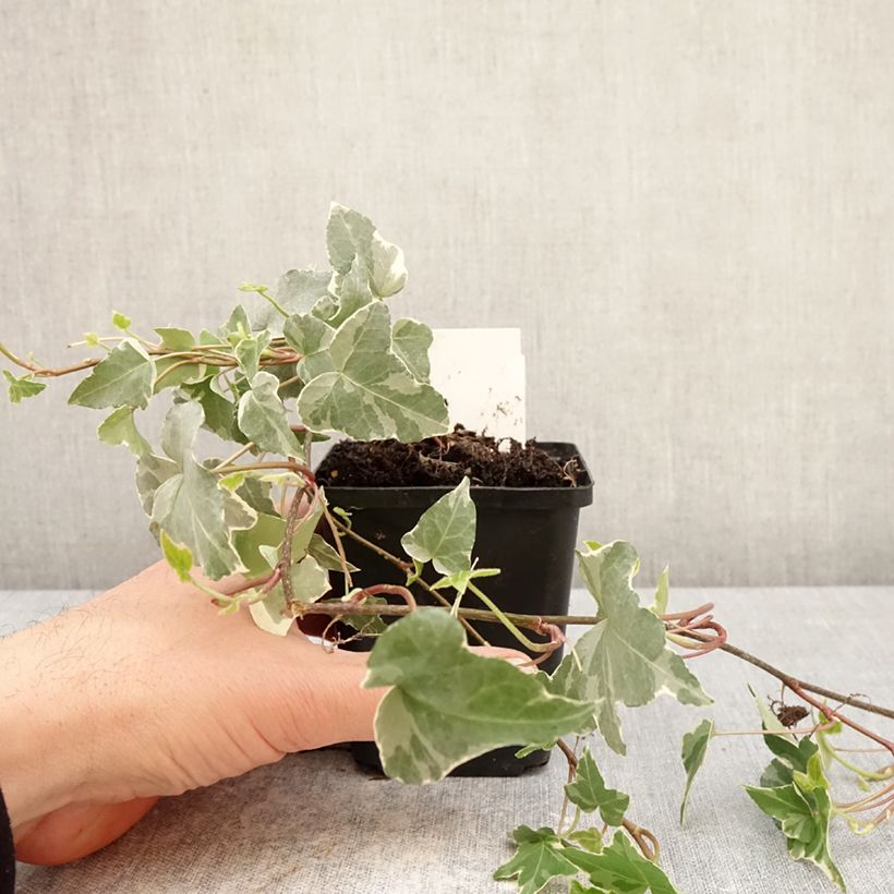 Hedera helix Glacier - Edera variegata Vasetto da 8/9 cm esemplare consegnato in primavera