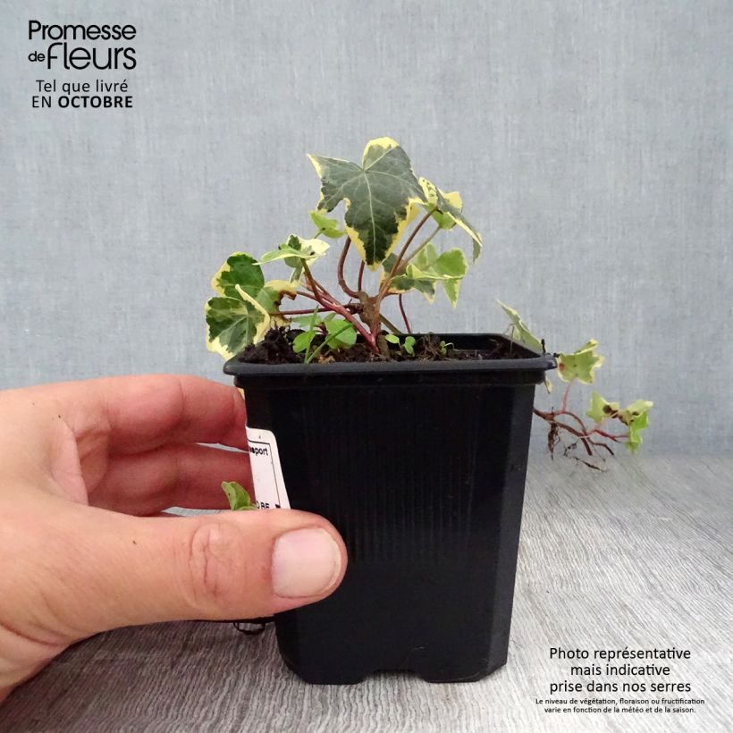 Esemplare di Hedera helix Goldchild - Edera variegata Vasetto da 8/9 cm come consegnato in autunno
