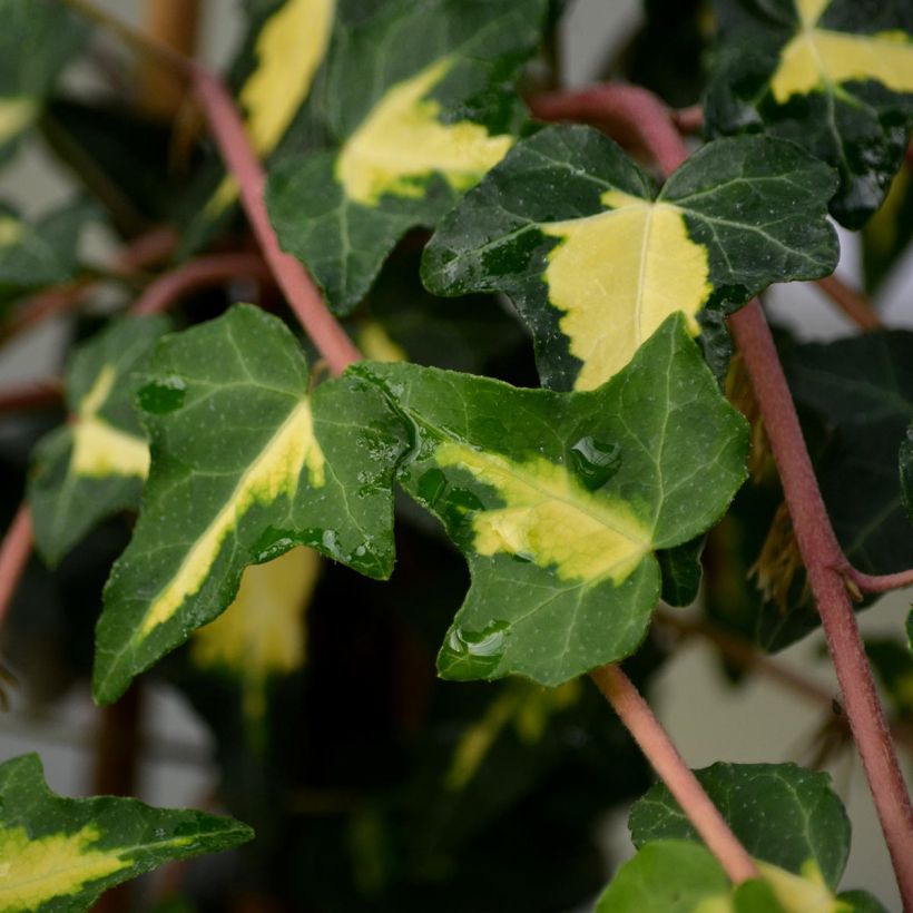 Hedera helix Oro di Bogliasco Goldheart - Edera variegata (Foliage)