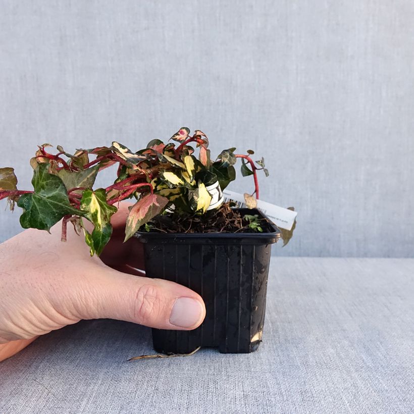 Hedera helix Oro di Bogliasco Goldheart - Edera variegata Vasetto da 8/9 cm esemplare consegnato in inverno