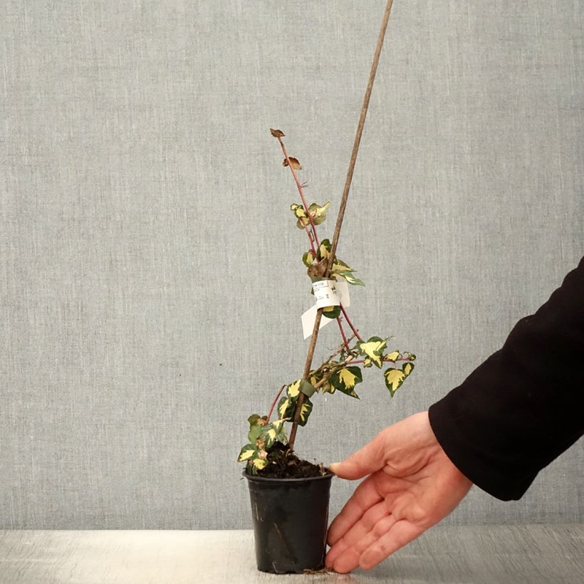 Example of Hedera helix Oro di Bogliasco Goldheart - Edera variegata Vasetto da 8/9 cm as you get in printemps