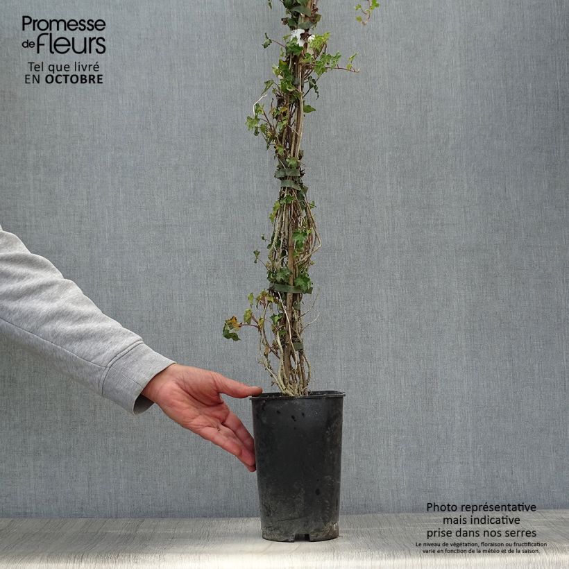 Esemplare di Hedera helix Ivalace - Edera Vaso da 2L/3L come consegnato in autunno
