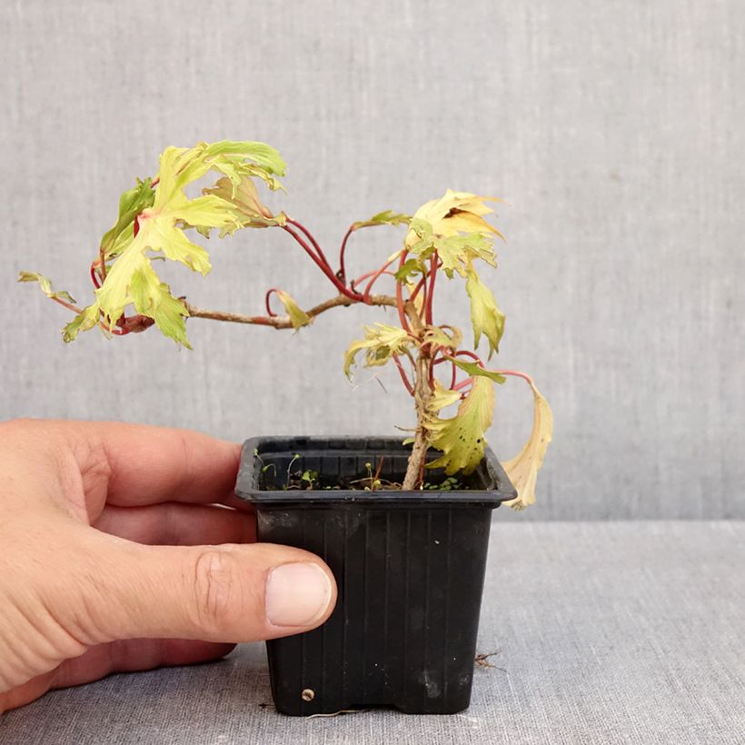 Esemplare di Hedera helix Ivalace Mutation - Edera Vasetto da 8/9 cm come consegnato in autunno