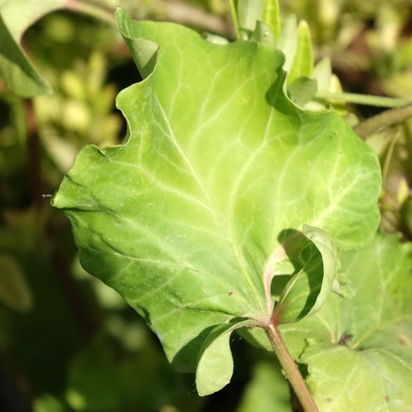 Hedera helix Obelix - Edera (Fogliame)