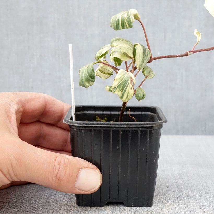 Hedera helix Reef Shell - Edera Vasetto da 8/9 cm esemplare consegnato in primavera