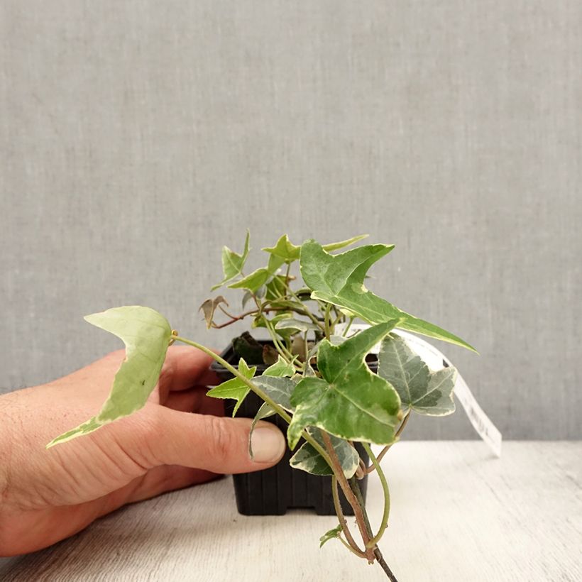 Hedera helix Sagittifolia Variegata - Edera variegata Vasetto da 8/9 cm esemplare consegnato in primavera