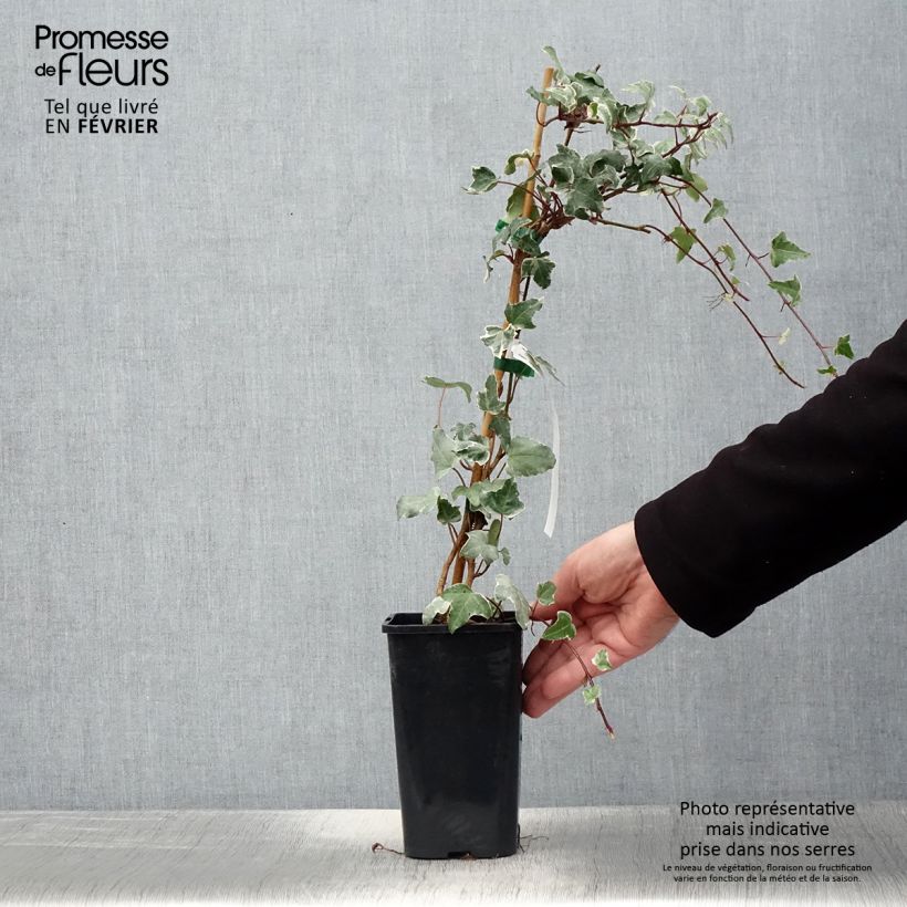 Lierre commun - Hedera helix Sagittifolia Variegata Pot de 1,5L/2L esemplare consegnato in inverno