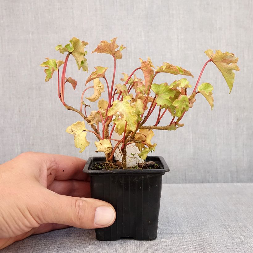 Esemplare di Hedera helix Tango - Edera Vasetto da 8/9 cm come consegnato in autunno