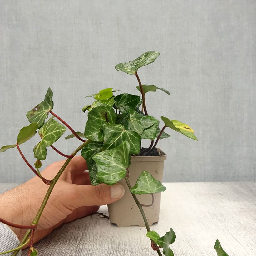 Example of Hedera helix Woerner - Edera Vasetto da 8/9 cm as you get in printemps