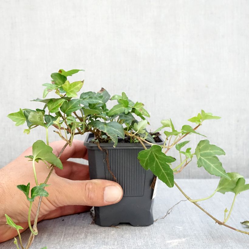Esemplare di Hedera helix Shamrock - Edera Vasetto da 8/9 cm come consegnato in autunno