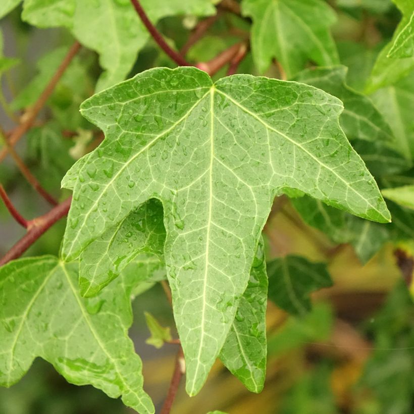 Aloe Christmas Carol (Fogliame)