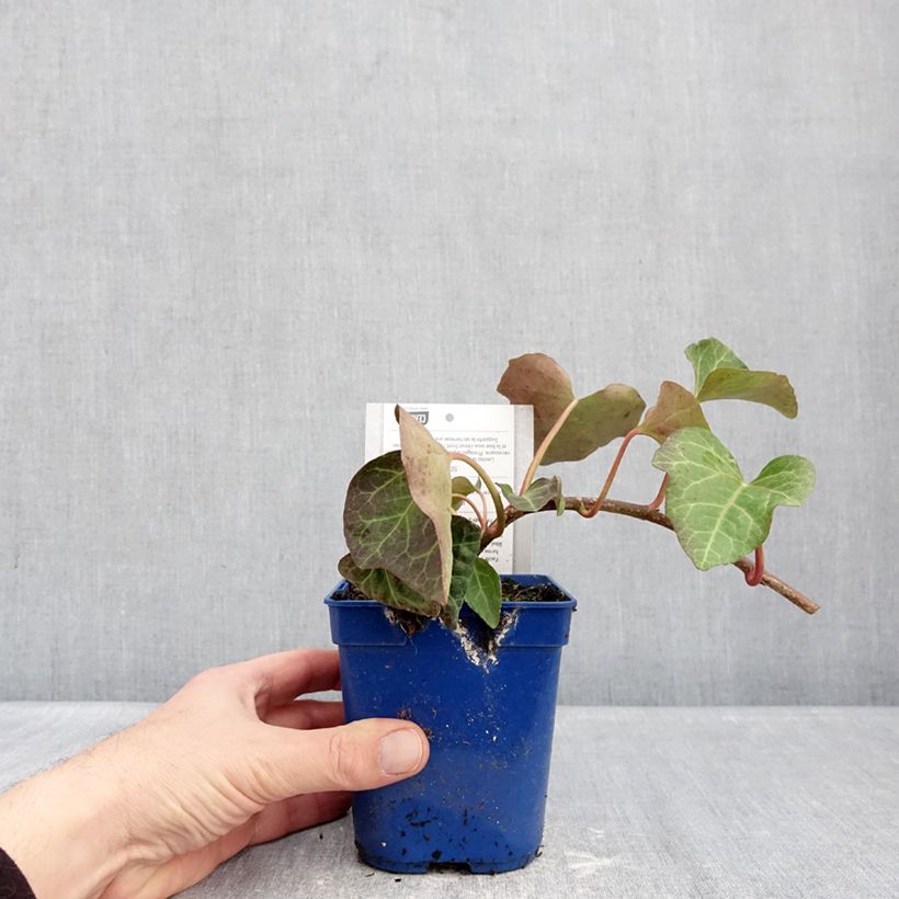 Hedera algeriensis Algerian Bellecour - Edera algerina Vaso da 1L/1,5L esemplare consegnato in inverno