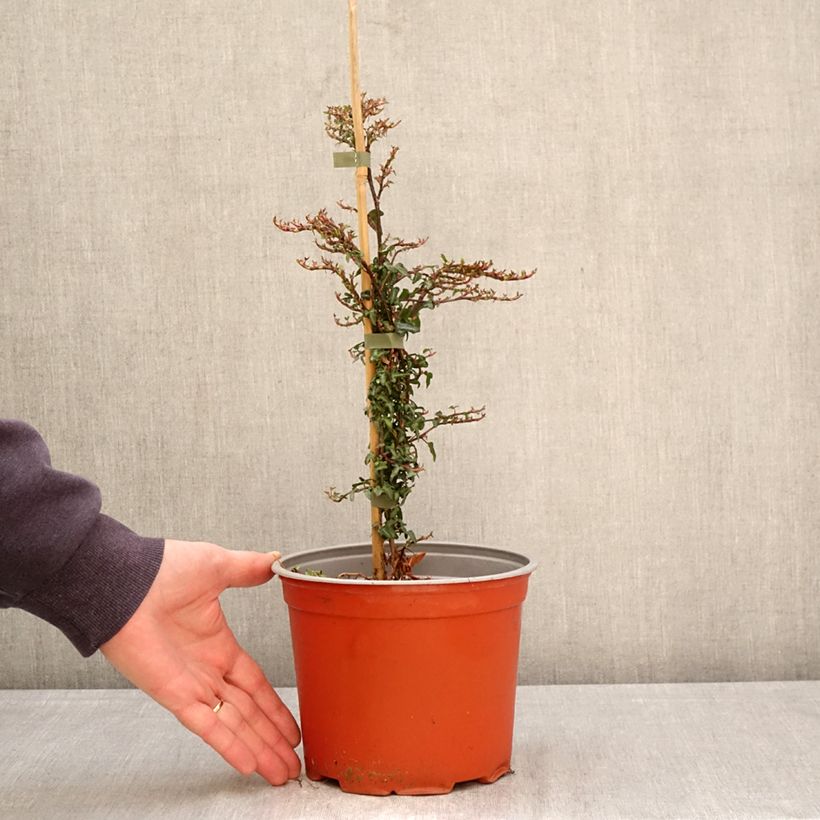 Hedera helix Spetchley - Edera Vaso da 3L/4L esemplare consegnato in primavera