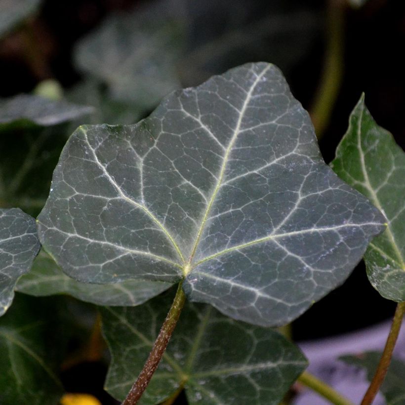 Hedera hibernica - Edera irlandese (Foliage)