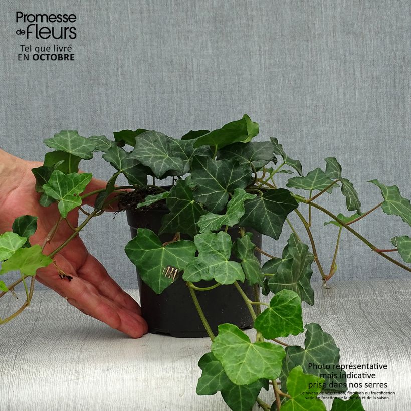 Esemplare di Hedera hibernica - Edera irlandese Vaso da 1L/1,5L come consegnato in autunno