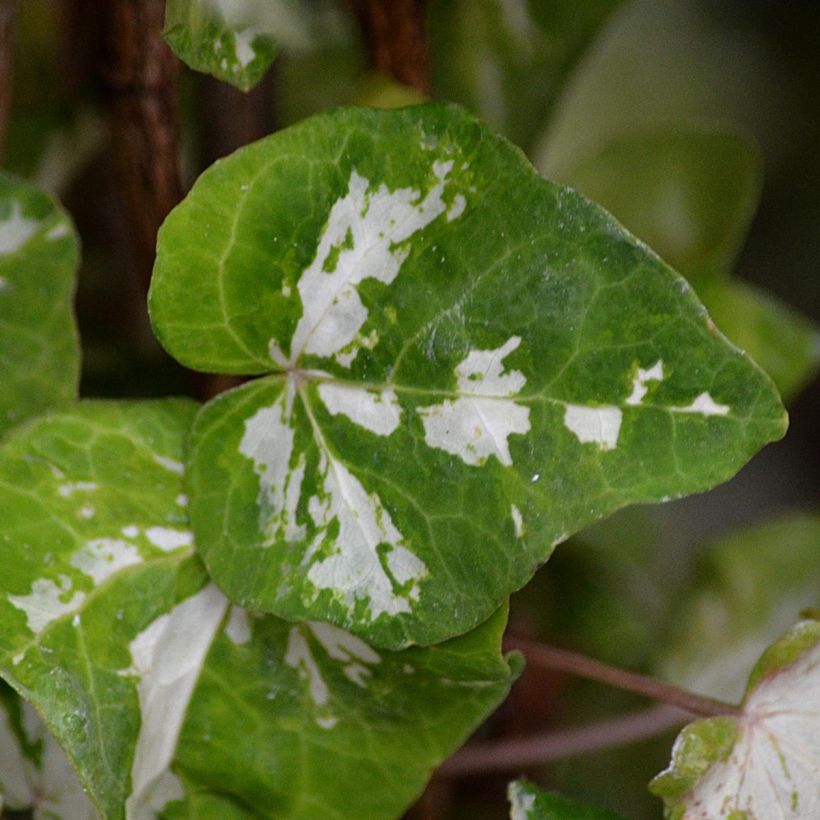Hedera helix Kolibri - Edera (Foliage)
