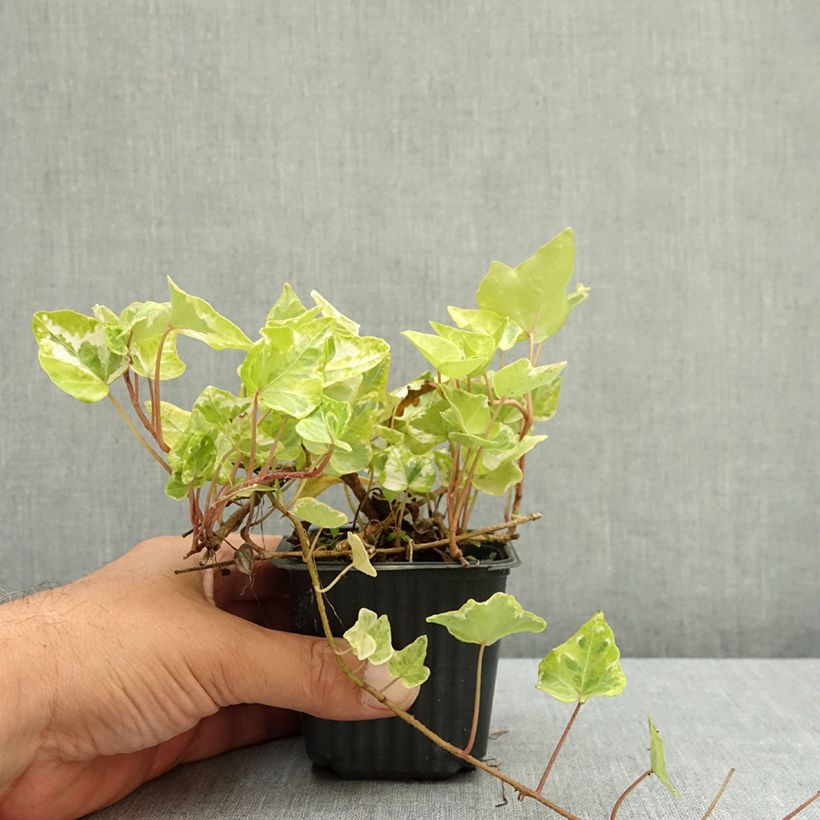 Esemplare di Hedera helix Kolibri - Edera Vasetto da 8/9 cm consegnato in estate